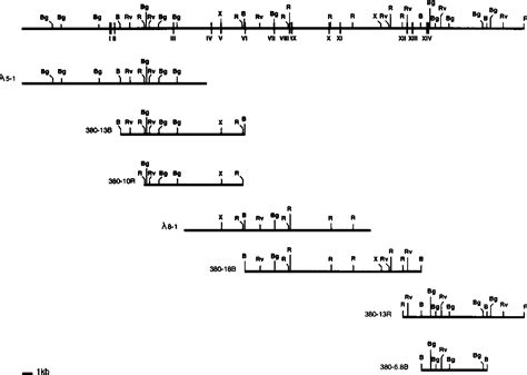 The human DNA polymerase beta gene structure. Evidence of .
